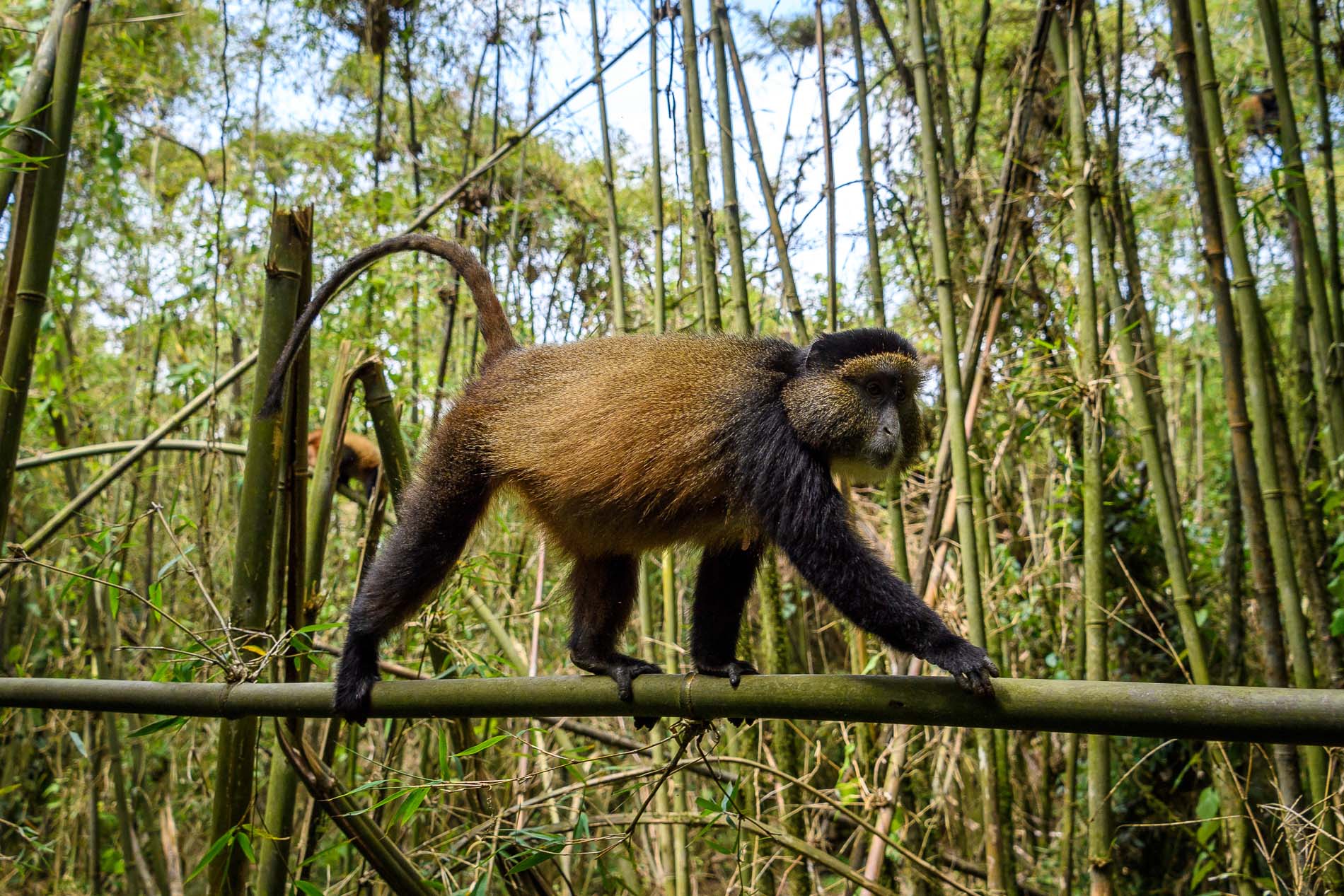 Golden Monkey during a Luxury Safari Rwanda 